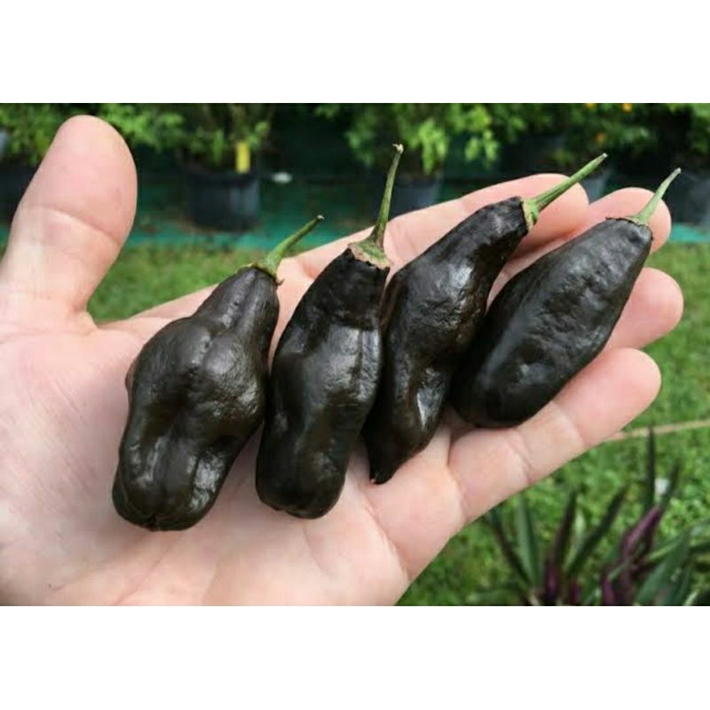 เมล็ดพันธุ์พริกดำ มาชู ปิคชู (Machu Picchu Hot Pepper Seed) บรรจุ 15 เมล็ด ของแท้ คุณภาพดี ราคาถูก น