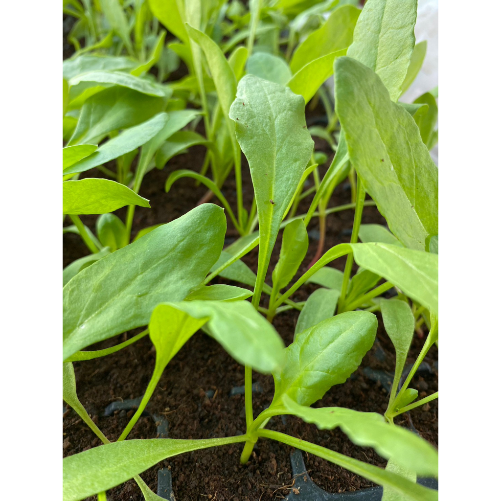 กล้าปวยเล้ง(Spinach) ผักมีสารอาหารและคุณประโยชน์มากมากมาย ปลูกง่าย รสชาติดี พร้อมปลูกกล้าละ10บาท ซื้อ10แถม2กล้า