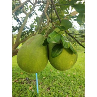 ส้มโอ ส้มโอ ทับทิมสยาม0.5-0.8กิโล