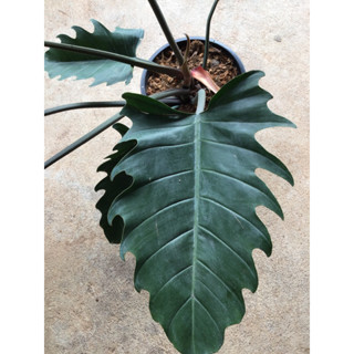 ฟิโลเดนดรอน พินนาค Philodendron sp. ไม้ประดับ พร้อมกระถาง 10 นิ้ว (1ต้น/แพค)