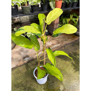 Philodendron Thai Sunrise ไทยซันไลค์ ฟิโลเดนดรอน ฟิโลทอง