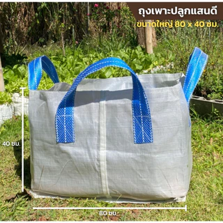 ถุงปลูก​ แบบมีหูหิ้ว​ ขนาด 80 x 40 ซม. ใบใหญ่มาก