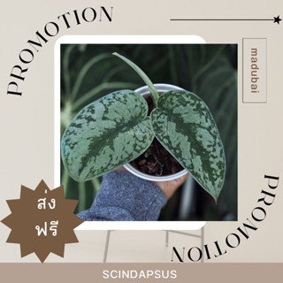 Scindapsus Exotica พลูหัวใจแนบ/พลูแนบอุรา