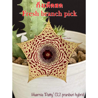 เก๋งจีน Huernia Patty cl.2 pranburi hybrid *กิ่งเด็ดสด* แคคตัส ไม้อวบน้ำ Cactus and Succulent