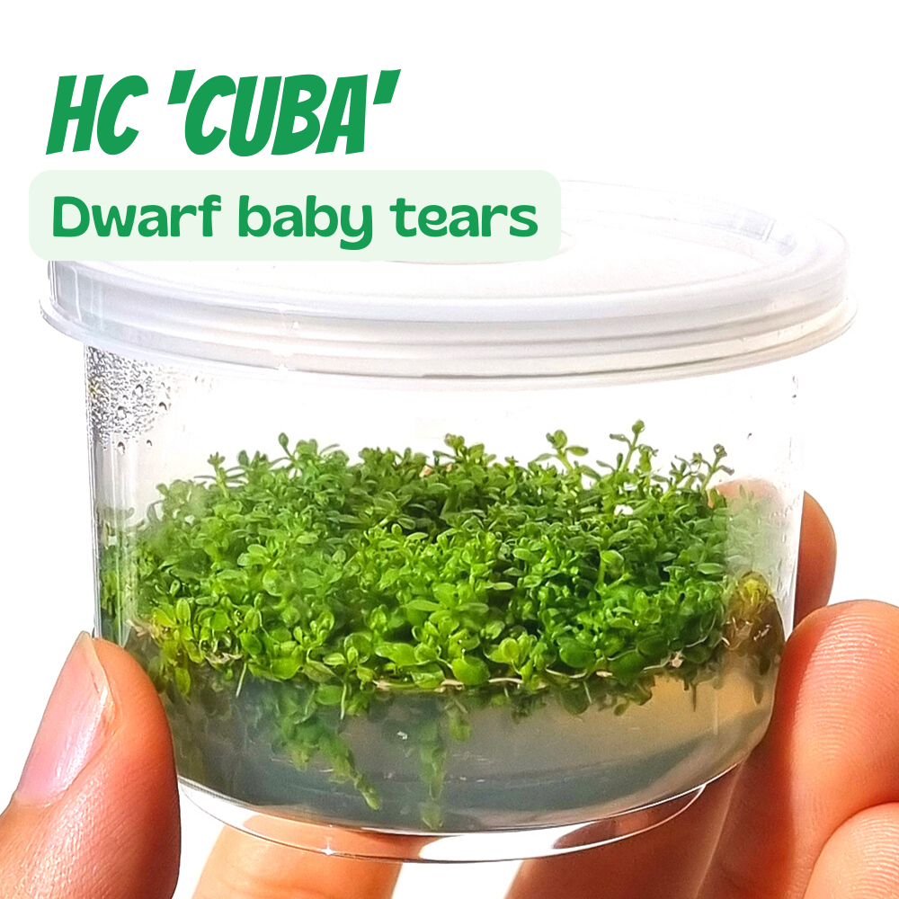 หวีดจิ๋ว (เนื้อเยื่อ) – HC ‘CUBA’ (TISSUE CULTURE)