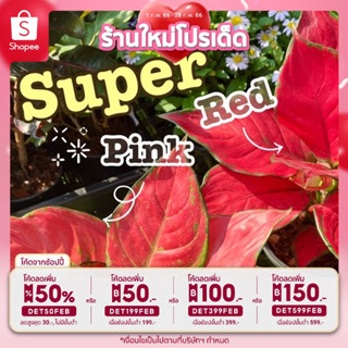 🎉เหลือ 14.- กรอกโค้ดDET50FEB ]ต้นซุปเปอร์เรด / ต้นซุปเปอร์พิ้งค์ (Aglaonema “super red / super pink”) ฟอร์มสวย ต้นไม้ฟอก