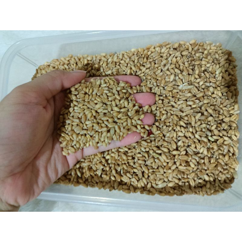 เมล็ดต้นอ่อนข้าวสาลี (Wheat grass)