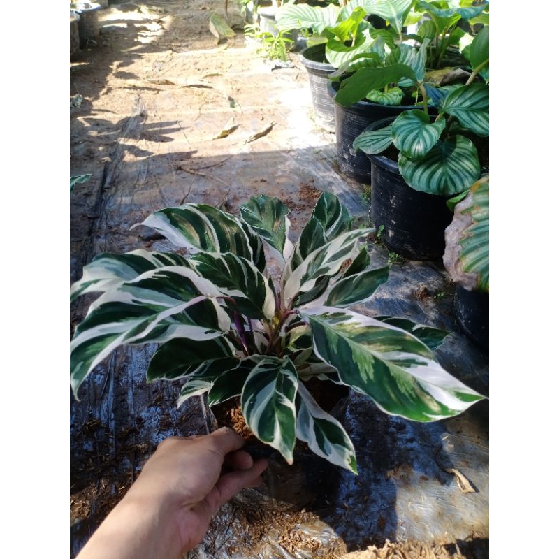 คล้าราชภัฏ  ถุงขนาด 4*9 นิ้ว