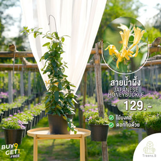 Treeno.9 T434 สายน้ำผึ้ง (Japanese Honeysuckle) กระถาง 8 นิ้ว สูง 90-100 cm. ดอกไม้กินได้ ดอกสีเหลือง เลื้อยสวยงาม พุ่มเเน่นๆ