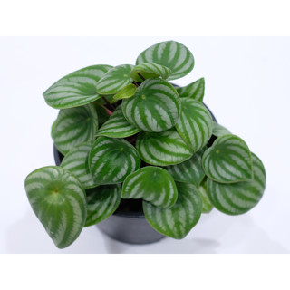 เปปเปอร์โรเมียลายแตงโม#Watermelon peperomia