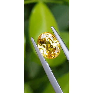 พลอย บุษราคัม Yellow Sapphire 1.37 กะรัต (Cts.