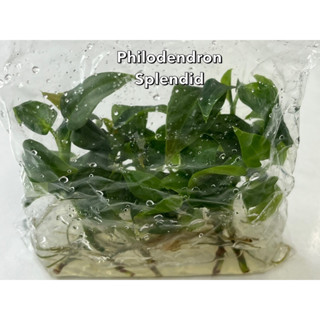 💥350บาท/ถุง10ต้น เนื้อเยื่อฟิโลเดนดรอนสเปนดิท Philodendron Splendid