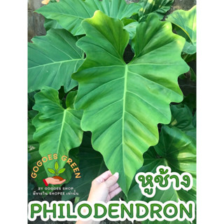 ฟิโลหูช้าง ตัดยอดรากแน่น ฟิโลเดนดรอน หูช้างไม้เลื้อย Philodendron  ต้นไม้ฟอกอากาศ สำหรับลงปลูกได้เลย สินค้าพร้อมส่ง