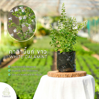 Treeno.9 T218 คาลามิ้นท์ ดอกขาว (White Calamint) ส่งแบบ ถุงดำ 6 นิ้ว / สูง 15-30 cm. / สมุนไพรฝรั่ง กลิ่นหอม ประโยชน์ดีต่อสุขภาพ (Herb)