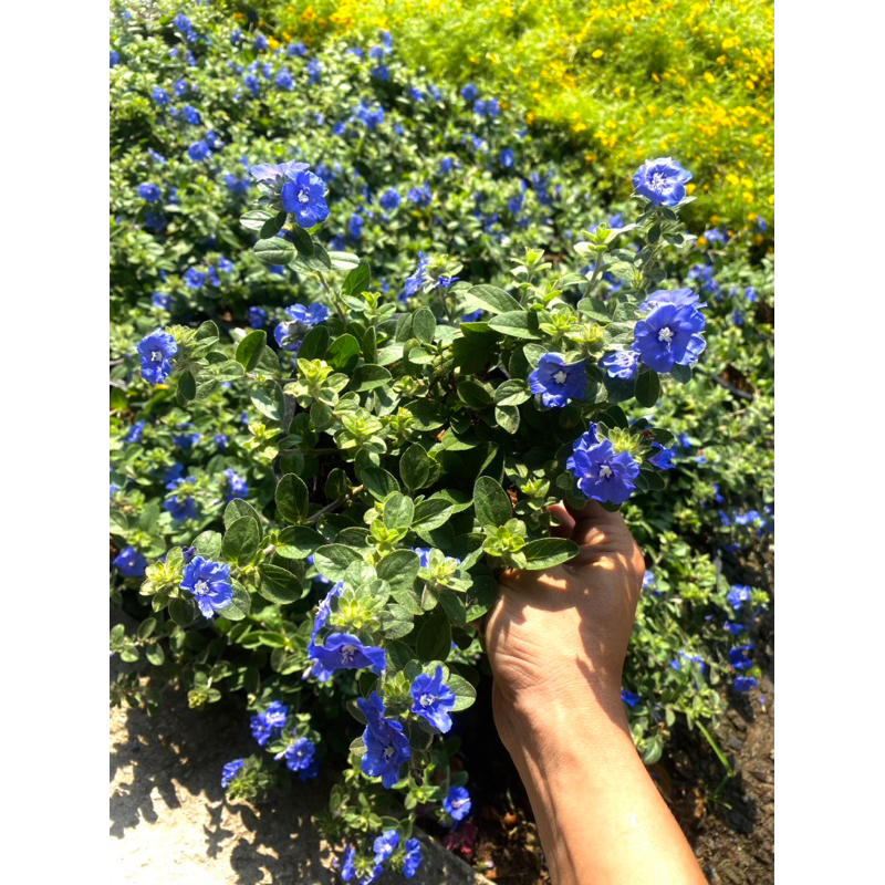 ต้นฟ้าประดิษฐ์#กระถาง 5-6 นิ้ว