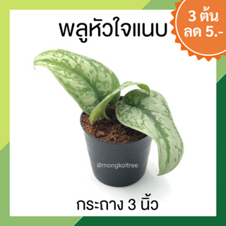 🔥 โปร 9.9 🔥 [3 ต้น ลด 5.- ] พลูหัวใจแนบ กระถาง 3 นิ้ว ต้นพลูหัวใจแนบ Scindapsus Pictus Exotica ลายชัดมาก ต้นไม้ประดับ