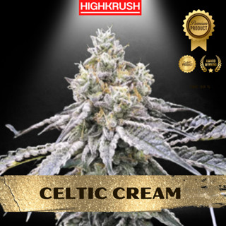 Celtic Cream ค่าย Exotic Genetix โฟโต้ เพศเมีย ลำต้นแข็งแรงพร้อมลงดิน ต้นชำกัญชา,ต้นโคลนนิ่งกัญชา,ต้นกัญ,ต้นชำ,กิ่้งชำ