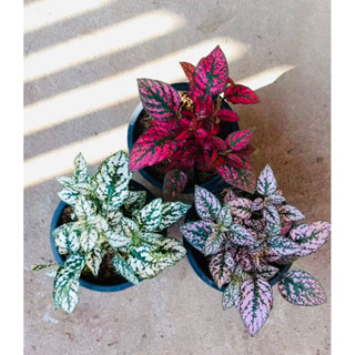 ละอองดาว (Hypoestes) 1️⃣ ชุด 3️⃣ ต้น 3️⃣ สี 💥สามารถดูดซับสารพิษในอากาศ และช่วยฟอกอากาศได้ ช่วงนี้มีเทรนที่สามารถปลูกต้น