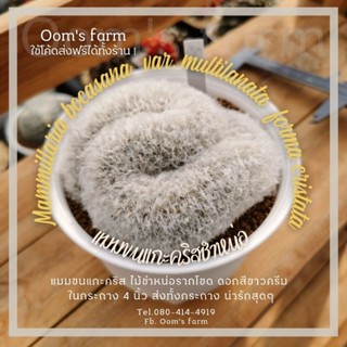 Mammillaria bocasana var. multilanata  forma cristata - แมมขนแกะคริส ชำหน่อ ต้นแข็งแรงมาก ในกระถาง 4 นิ้ว ดอกสีขาวครีม