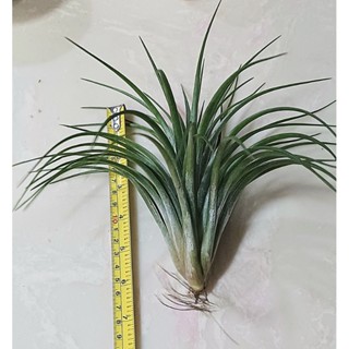 Tillandsia victoria giant