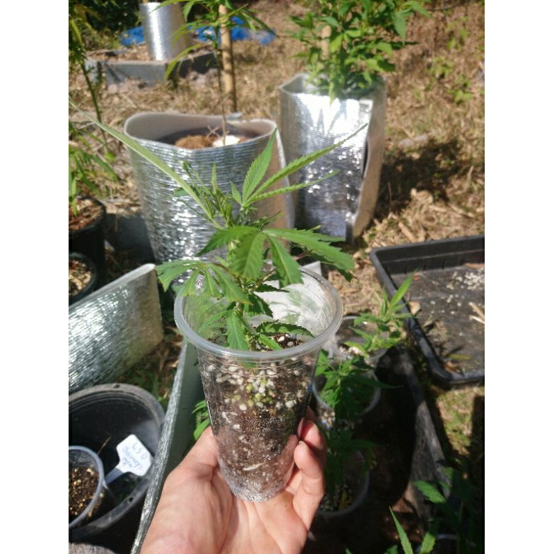 กิ่งชำกัญชาWhite Widow