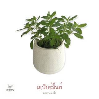 สเปียร์มินต์ Spearmint (H28) #เพาะปลูกรักษ์สมุนไพรฝรั่ง #กลิ่นหอมเมนทอล