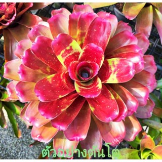 สับปะรดสี Bromeliad Neoregelia  Ring Of Fire จำนวน 1 ต้น จัดส่งแบบถอดกระถาง ต้นไม้สวยงาม ฟอกอากาศ ต้นไม้มงคล