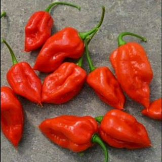 เมล็ดพันธุ์พริก โคโมโด ดรากอน (Komodo Dragon Hot Pepper Seed) บรรจุ 25 เมล็ด ของแท้ คุณภาพดี ราคาถูก นำเข้าจากต่างประเทศ