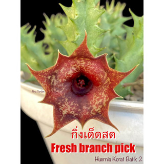 เก๋งจีน Huernia Korat Batik 2 *กิ่งเด็ดสด* แคคตัส ไม้อวบน้ำ Cactus and Succulent