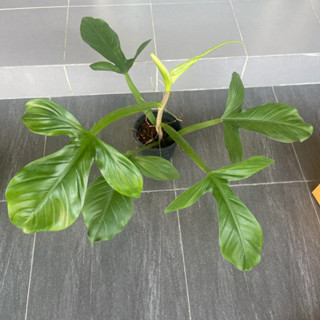 Philodendron applanatum ฟิโลตีนเป็ด