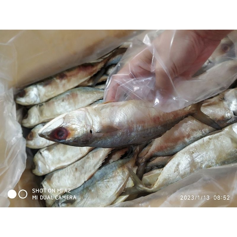 ปลาทูหอม แม่กลอง ตาแดงใส สดมากๆ เนื้อแน่น กลิ่นหอมมากจ้า 4-5ตัว น้ำหนัก 470-480g