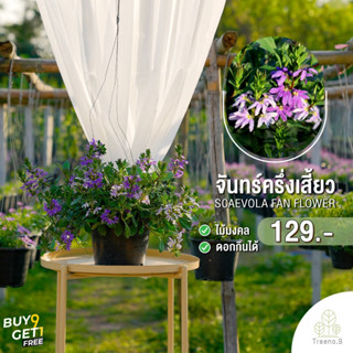 Treeno.9 T454 จันทร์ครึ่งเสี้ยว (Scaevola Fan Flower) กระถาง 8 นิ้ว สูง 30-40 ซม. ดอกไม้กินได้ เป็นไม้มงคล ดอกสีม่วง พุ่มใหญ่ ดอกเยอะ