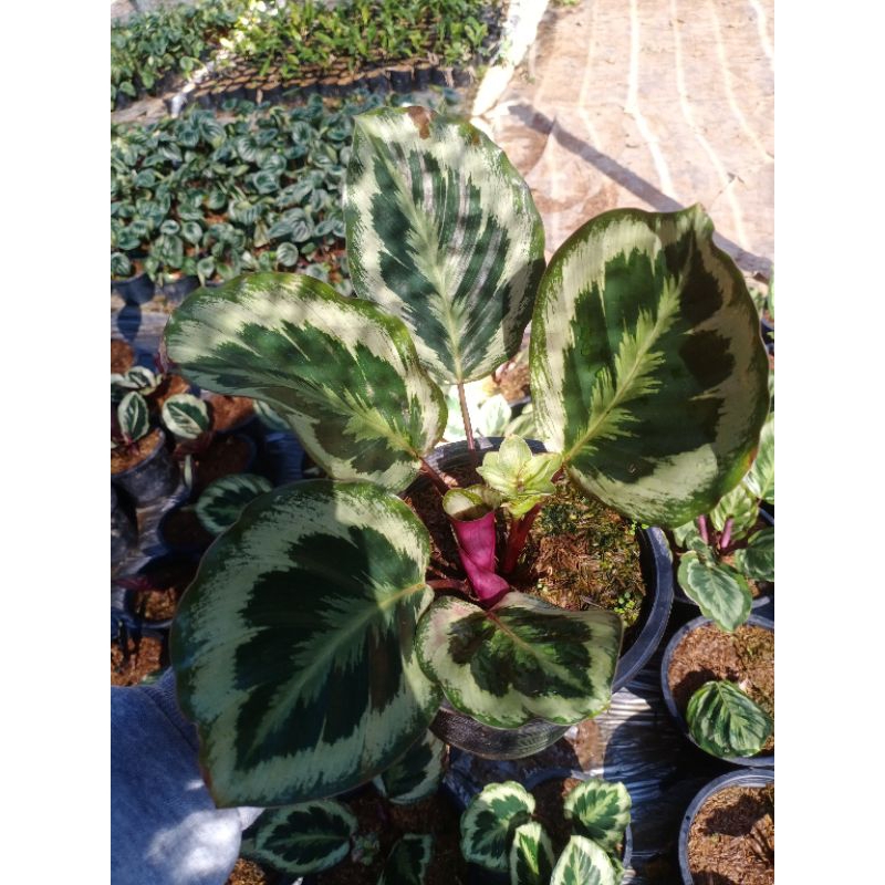 🪴คล้าไชน์สตาร์ Calathea Shinestar​ 🪴 ส่งพร้อมถุงขนาด 4*9 นิ้ว - รูปที่ 2