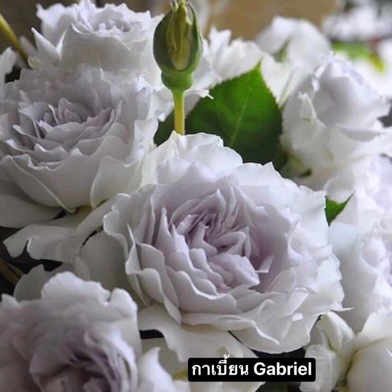 กุหลาบ - กาเบี้ยน Gabriel  ดอกสีขาวอมเทาม่วง หอมแรง