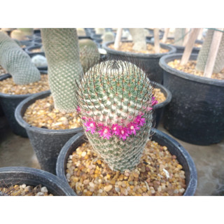 🌵💥แมมฮุย 💥🌵 Mammillaria huitzilopochtli  ไม้เมล็ด ขนาด 2-6 ซม. ต้นกระบองเพชร ต้นแคคตัส (แคคตัส กระบองเพชร)