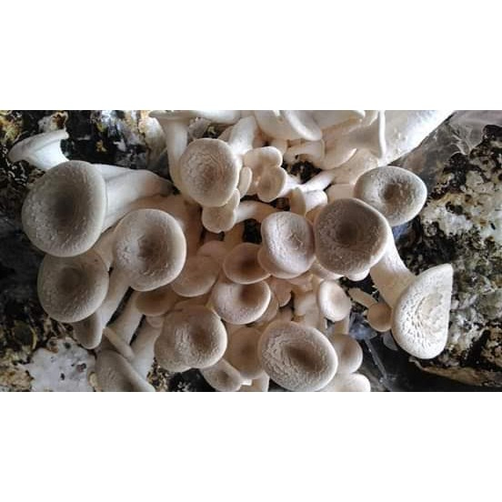 เชื้อเห็ดขอนขาว ขอนดำ ชุด 3 ขวด พร้อมคู่มือเพาะกับขอนไม้ - รูปที่ 3