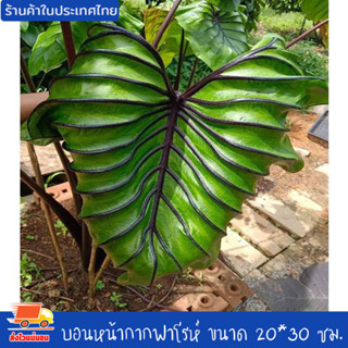 บอน โคโลคาเซีย หน้ากากฟาโรห์ Colocasia Pharaoh’s Mask สายพันธุ์แท้ แบบตัดสด ชำเอง หน้ากระดูก มีเส้นใบสีม่วงเข้มที่คมชัด