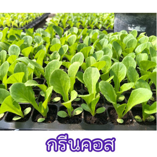 ต้นกล้ากรีนคอส ปลอดสารพิษ จำนวน 10 ต้น (ต้นล่ะ 3 บาท)