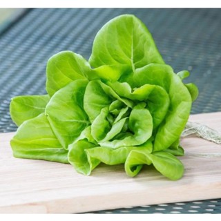 เมล็ดพันธุ์ ผักสลัดบิบ ( Bibb Lettuce 🥬🥬Seed ) บรรจุ 100 เมล็ด