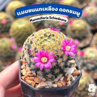 🌸 แมมขนนกเหลือง ดอกชมพู 🌵🔆Mammillaria Schiedeana-- แคคตัส กระบองเพชร