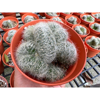 แมมคริสตาต้า #Mammillaria cristata กระถาง4นิ้ว