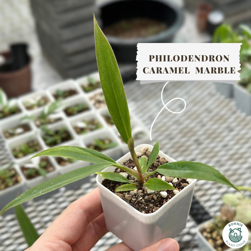 ไม้เนื้อเยื่อฟิโลเดนดรอน พิณนาคลุ้นด่าง (Philodendron caramel marble) อนุบาลแล้ว 1-3 เดือน