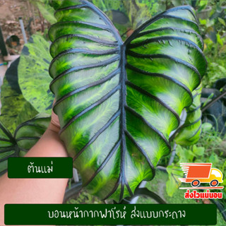 บอน โคโลคาเซีย หน้ากากฟาโรห์ Colocasia Pharaoh’s Mask สายพันธุ์แท้ แบบตัดสด ชำเอง หน้ากระดูก มีเส้นใบสีม่วงเข้มที่คมชัด