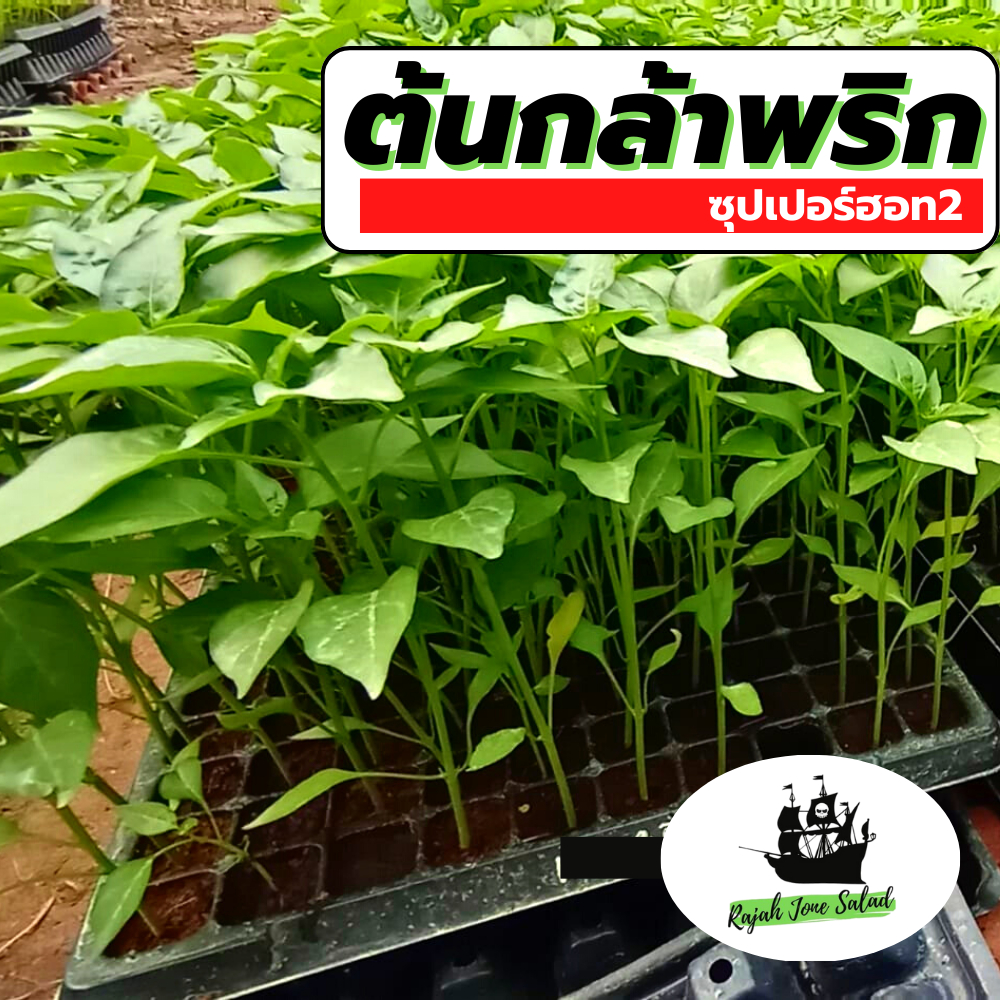 30ต้น ต้นกล้าผัก ต้นกล้าพริก พริกซุปเปอร์ฮอท พริกขี้หนู พริกจินดา 30ต้น