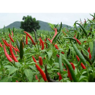 พริกชี้ฟ้า 70 เมล็ด เมล็ดพันธุ์ พริกชี้ฟ้า Hot Pepper ไม่มีที่ปลูกให้หลังซอง เมล็ดผัก เมล็ดพันธุ์ เมล็ดพริก