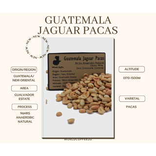 พร้อมส่ง เมล็ดกาแฟดิบ Guatemala Jaguar Pacas 96hrs Anaerobic Natural Process/ เมล็ดกาแฟนอก/ เมล็ดกาแฟสารกัวเตมาลา