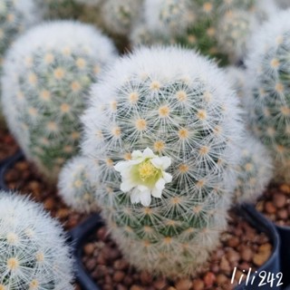 Mammillaria carmenae​