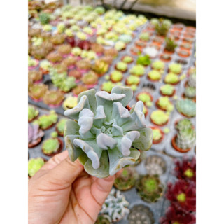 Echeveria กุหลาบหินเบจมาศ