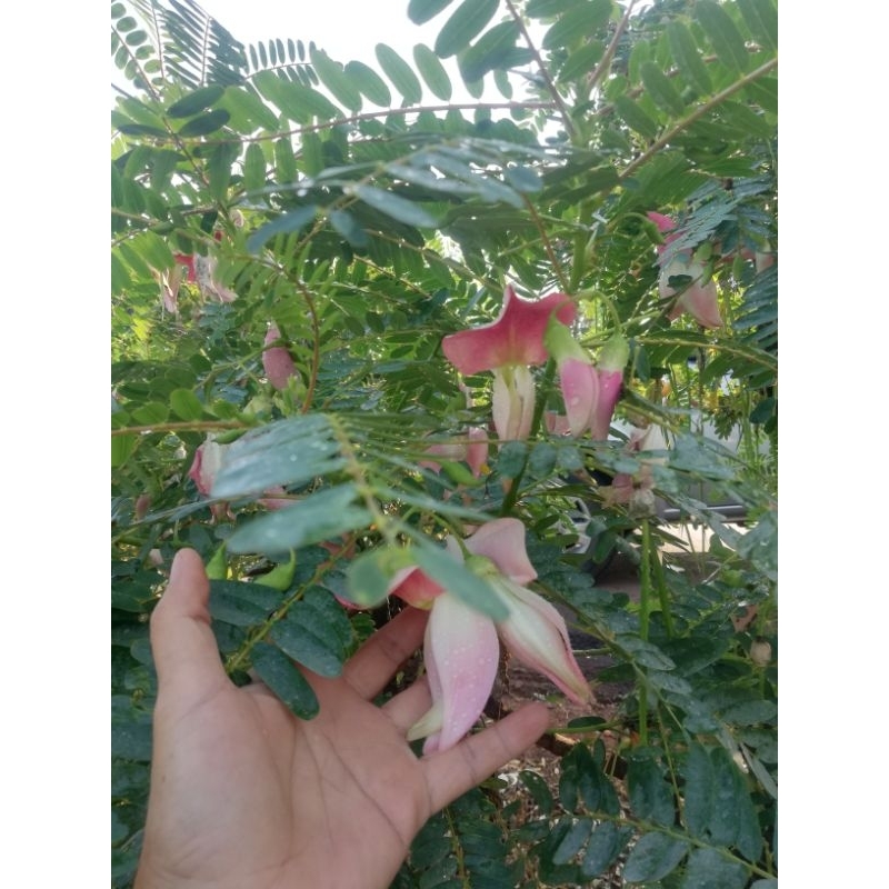 ต้นแคชมพู​และแคแดง ผักสวนครัว  ราคา​ 30 บาทค่ะ