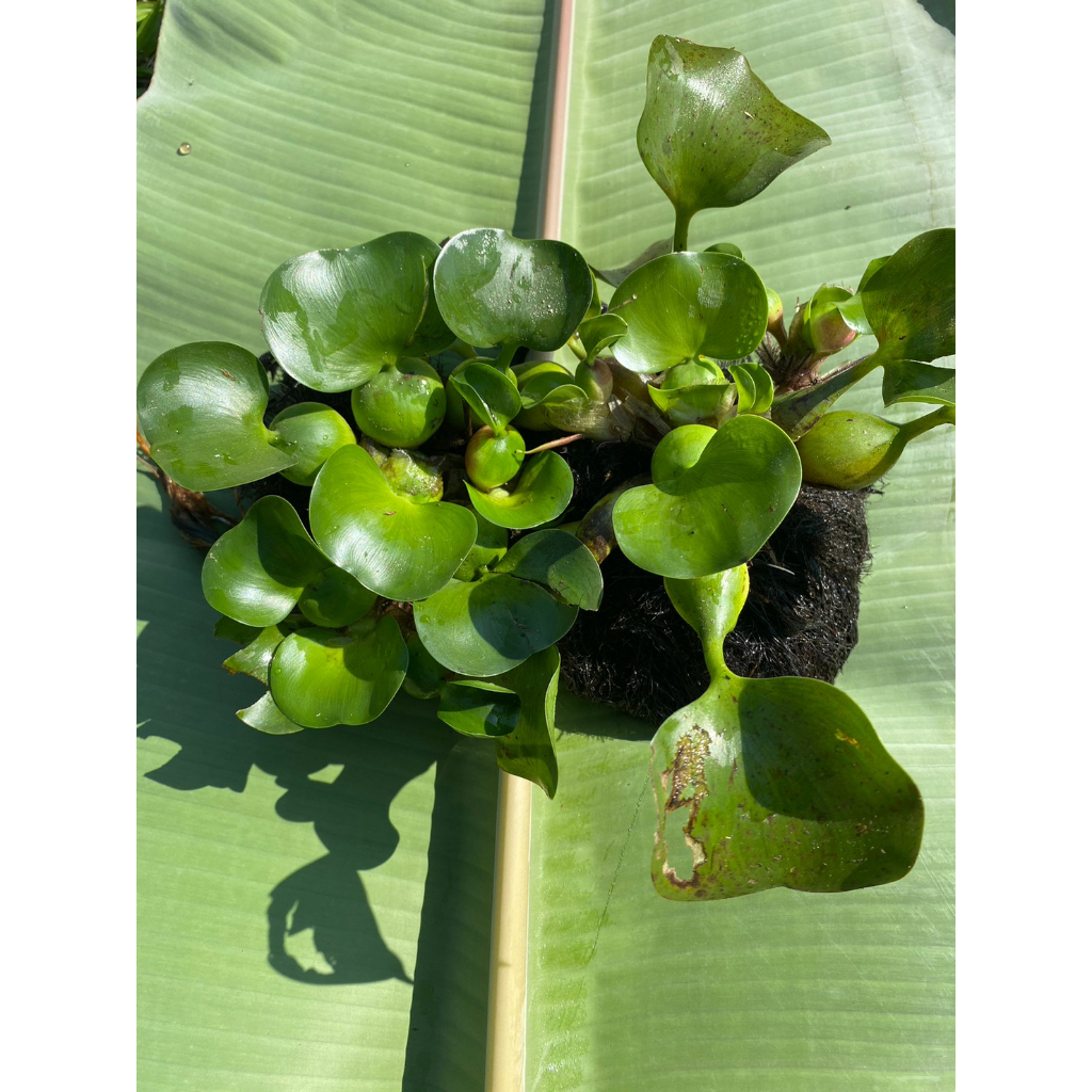 ผักตบชวา 1กก ประมาณ 20ต้น  30บาท ดอกม่วงสวยต้นใช้จักรสานได้ ใช้เป็นอาหารเลี้ยงสัตว์หมู ทำปุ๋ยหมัก ก้